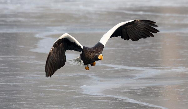Foto: águila marina de Steller