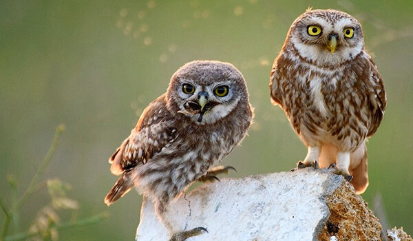 Photo: Par of Little Owls