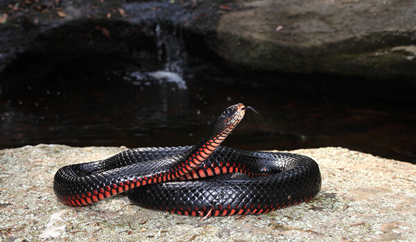 Photo: Black Snake