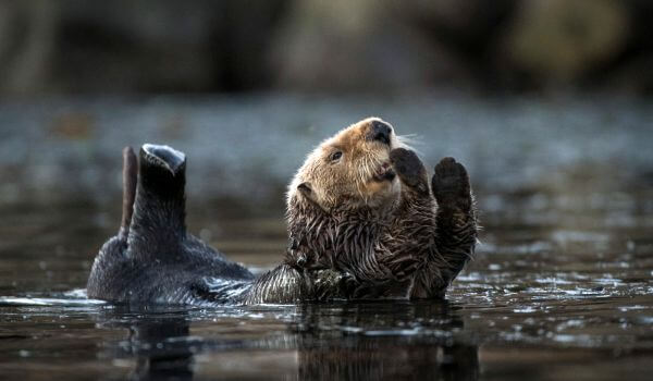 Photo: Red Book Sea otter