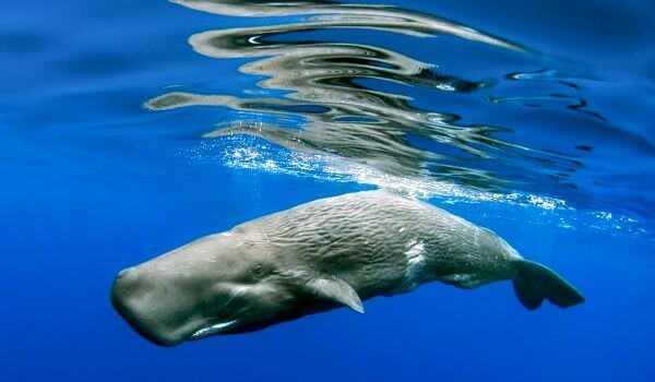 Photo: Sperm Whale
