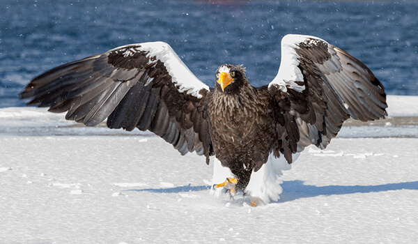 Foto: Águila marina de Steller