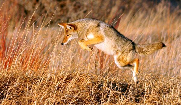 Foto: Coyote Animal