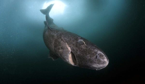 Photo: Old Greenland Shark