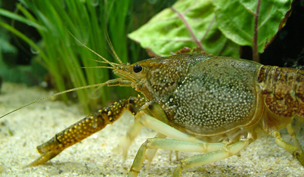 Photo: Broad-toed crayfish from the Red Book