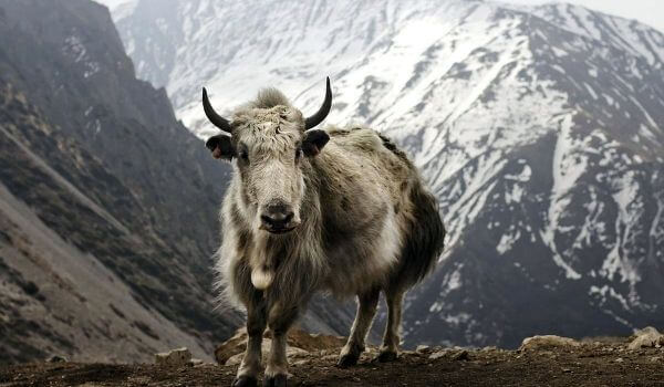 Foto: Yak from the Red Book 