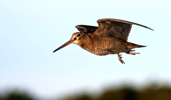 Photo: Woodcock in flight
