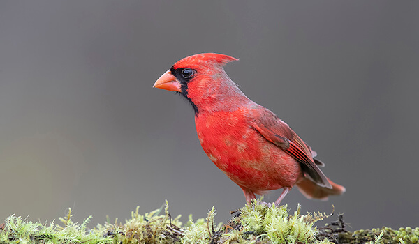 Photo: What a red cardinal looks like