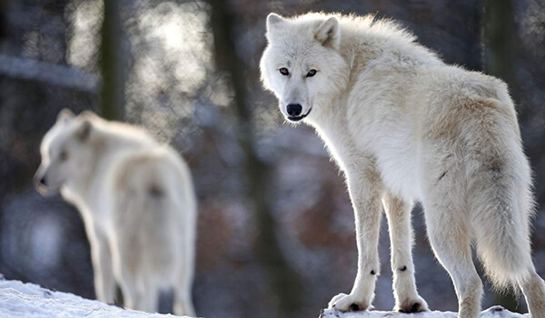 Photo: Polar wolf family