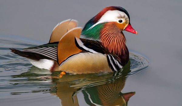 Photo: Mandarin duck from the Red Book