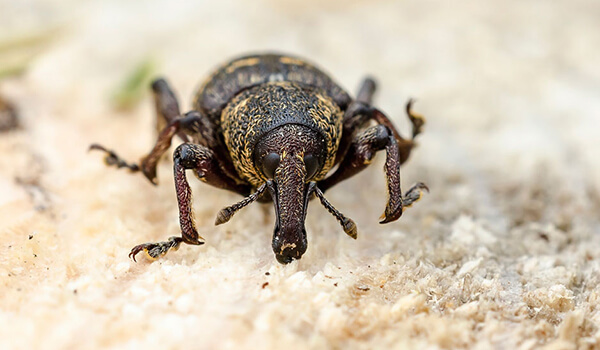 Photo: Weevil Beetle
