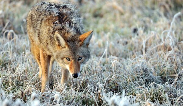 Foto: Divoký kojot