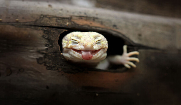 Foto: Hur en gecko ser ut