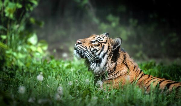 Photo: Wild Sumatran Tiger