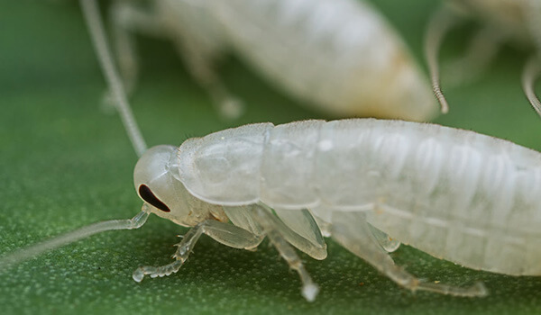 Photo: What a white cockroach looks like