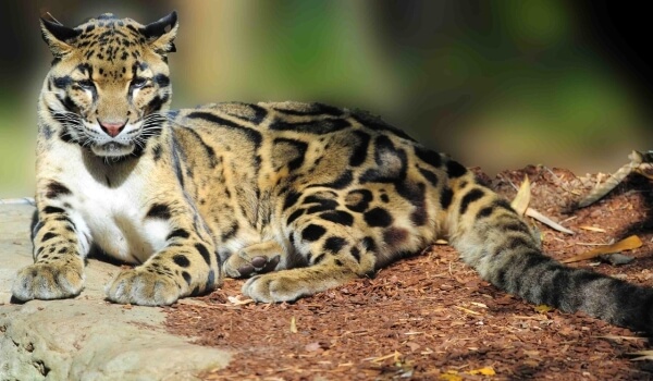 Foto: Tchajwanský obláčkový leopard
