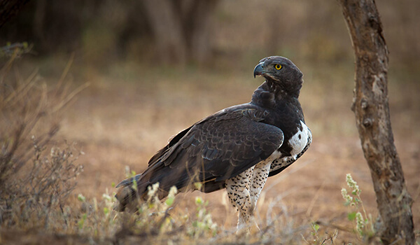 Photo: Crowned Eagle