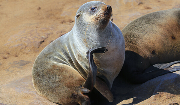 Photo : Seal