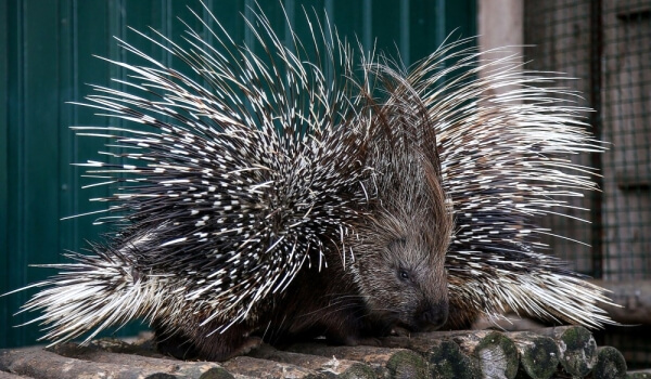 Photo: Crested Porcupine