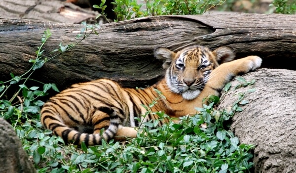 Foto: Animal tigre malayo