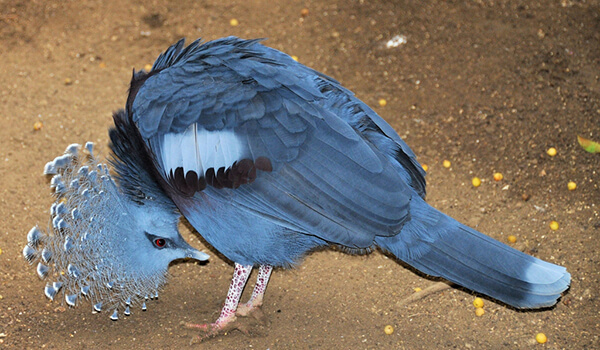 Photo: Crowned Pigeon