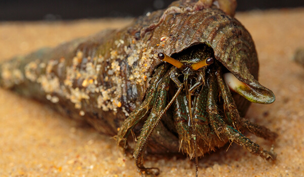 Photo: Hermit crab