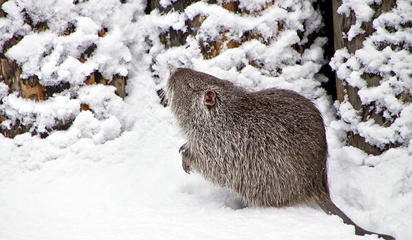 Foto: Rato d'água no inverno