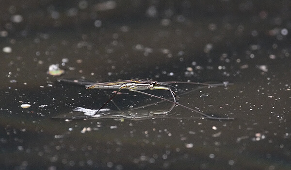 Photo: Large water strider 
