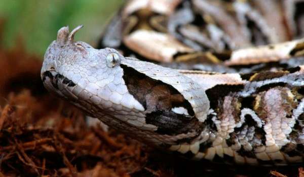 Photo: Gaboon snake viper