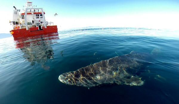 Photo: Greenland shark
