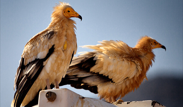 Photo: Pair of Vultures