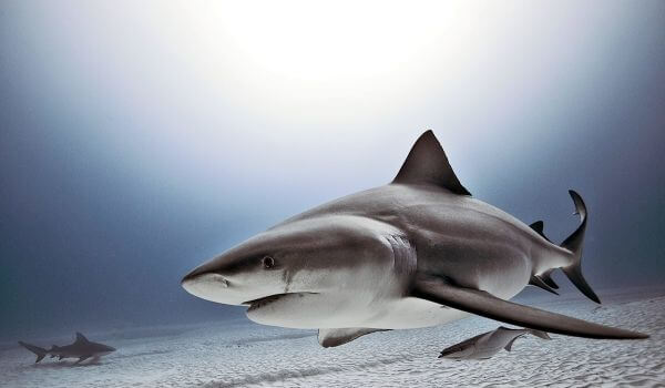 Photo: Bull Shark