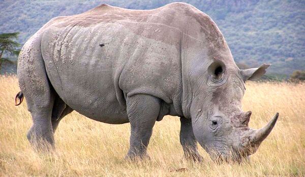 Photo: White Rhino