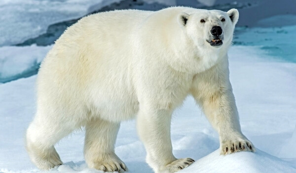 Photo: Giant polar bear