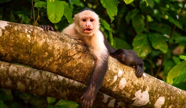 Photo : Capuchin animal