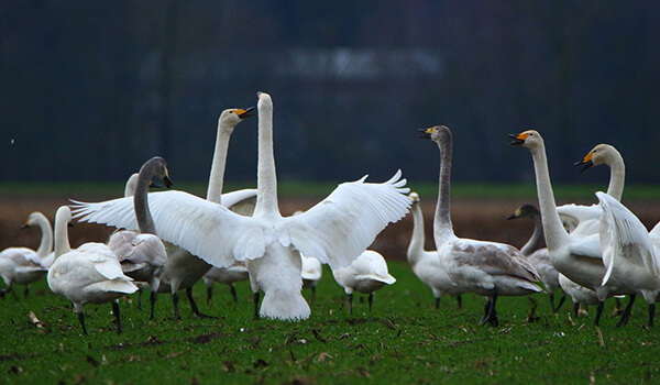 Photo: Whooper swan chicks