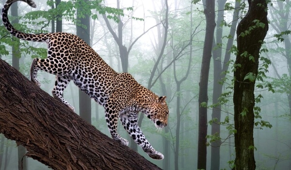  Photo: Jaguar cat