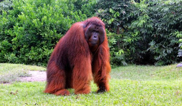 Photo: Indonesian Orangutans