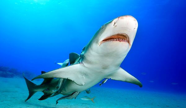 Photo: Red Book Lemon Shark