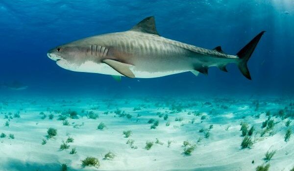 Photo: Tiger Shark Fish