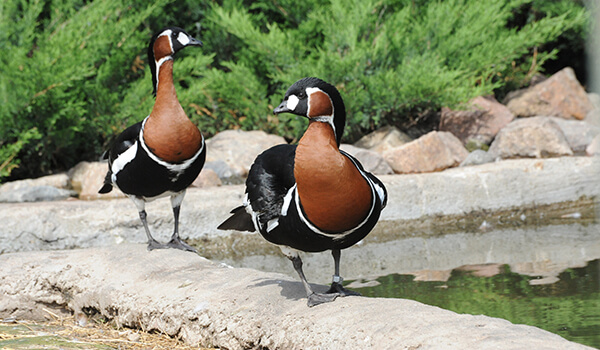 Photo: Red-breasted Goose Pair