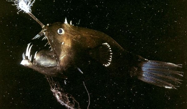 Photo: What an anglerfish looks like