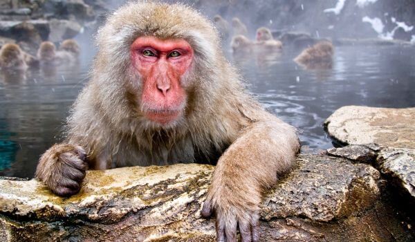 Photo: Japanese Macaque