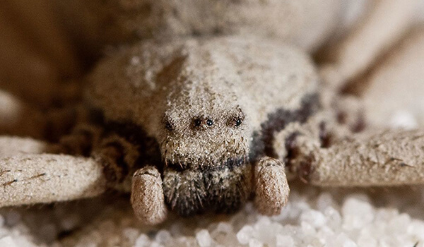 Foto: araña de arena de seis ojos