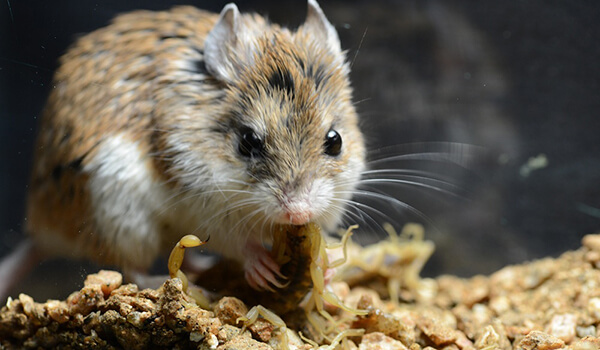 Photo: Dzungarian hamster in Russia