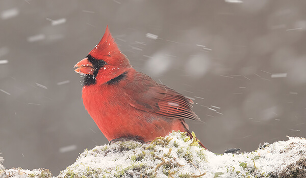 Photo: Cardinal red bird