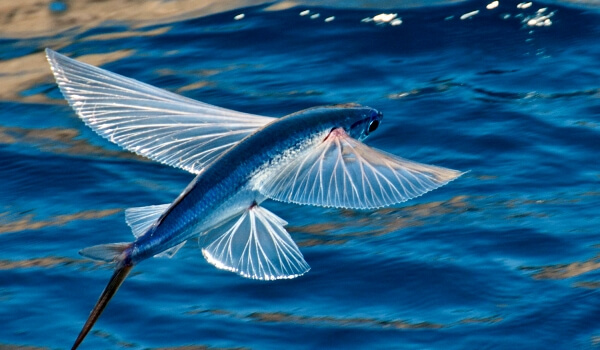 Flying fish description
