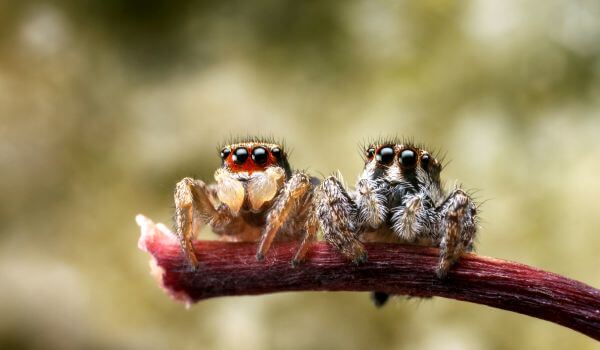 Photo : Un par de arañas saltadoras