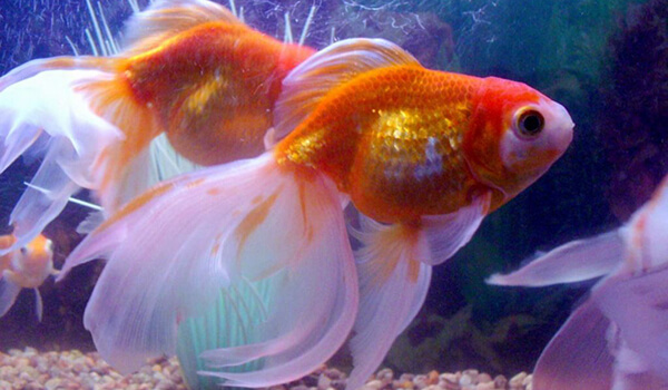Photo: Veiltail Aquarium Fish