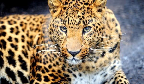 Foto: Animal leopardo de Amur